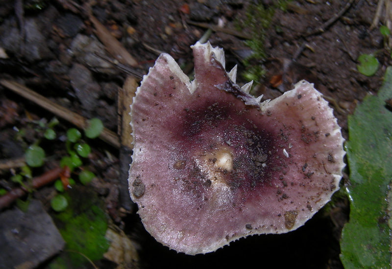 Russula leprosa (Bres.) Crawshay